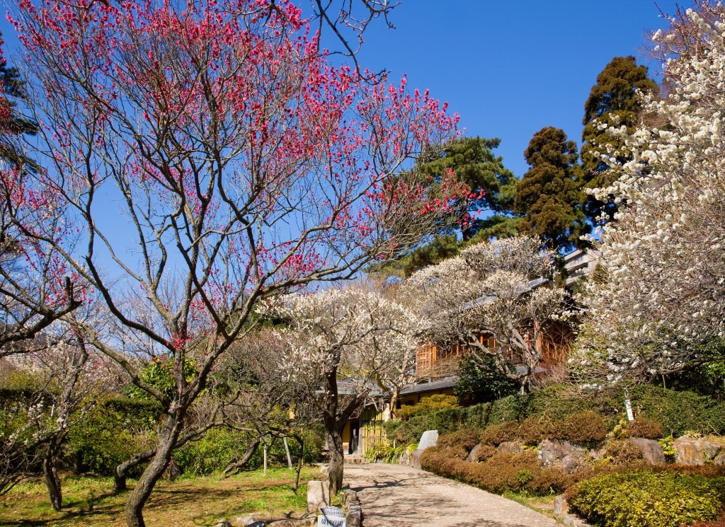 熱海梅園