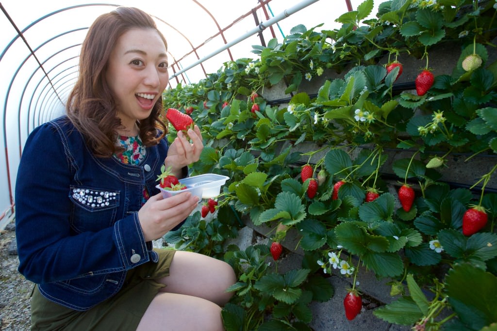 士多啤梨（草莓）園