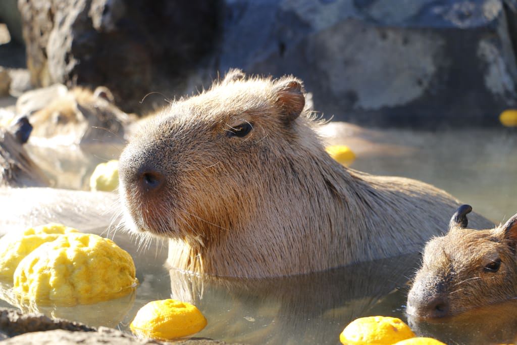 伊豆仙人掌公園